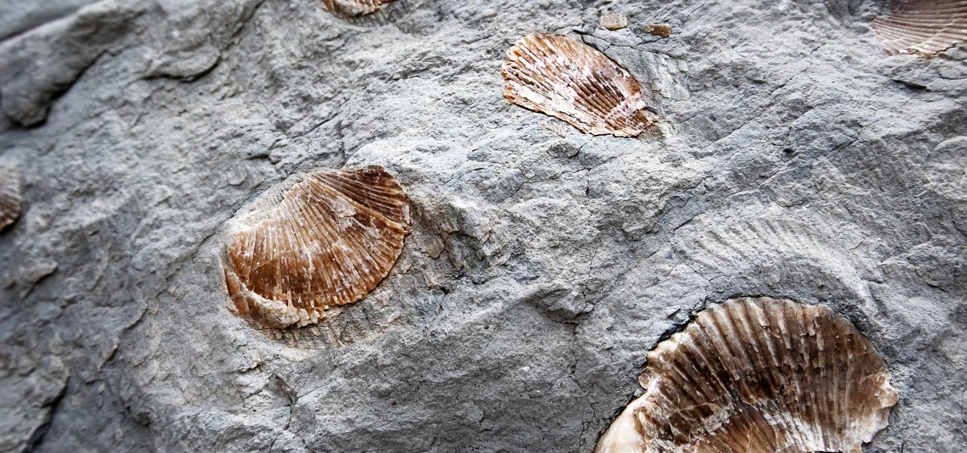 Conchiglie fossili